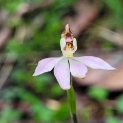 Caladenia carnea (Pink Fingers) at Bendoc, VIC - 23 Oct 2022 by trevorpreston