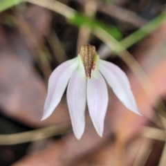 Caladenia carnea at Bendoc, VIC - suppressed