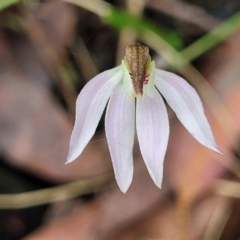 Caladenia carnea at Bendoc, VIC - suppressed