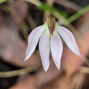 Caladenia carnea at Bendoc, VIC - suppressed