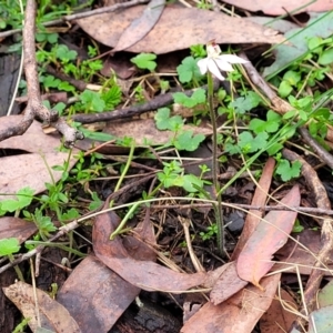 Caladenia carnea at Bendoc, VIC - suppressed