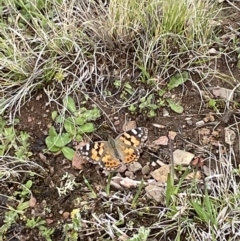 Vanessa kershawi (Australian Painted Lady) at Mount Clear, ACT - 23 Oct 2022 by Mavis