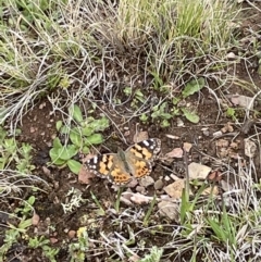 Vanessa kershawi (Australian Painted Lady) at Namadgi National Park - 23 Oct 2022 by Mavis