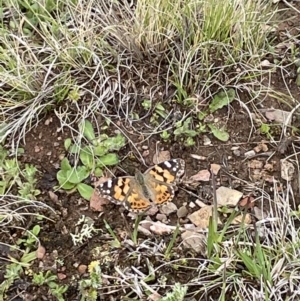 Vanessa kershawi at Mount Clear, ACT - 23 Oct 2022 01:28 PM