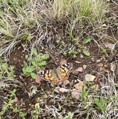 Vanessa kershawi (Australian Painted Lady) at Mount Clear, ACT - 23 Oct 2022 by Mavis