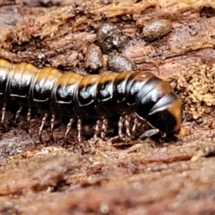 Unverified at suppressed - suppressed