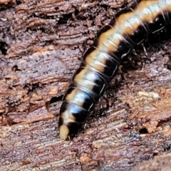 Unverified at suppressed - suppressed