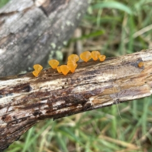 Heterotextus sp. at Mount Clear, ACT - 23 Oct 2022