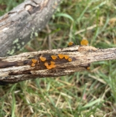 Heterotextus sp. at Mount Clear, ACT - 23 Oct 2022 01:18 PM