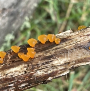 Heterotextus sp. at Mount Clear, ACT - 23 Oct 2022 01:18 PM