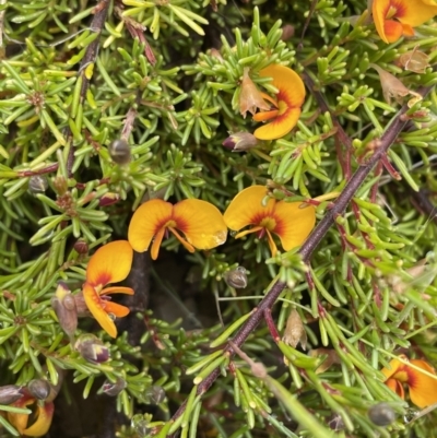 Dillwynia prostrata (Matted Parrot-pea) at Mount Clear, ACT - 23 Oct 2022 by Mavis