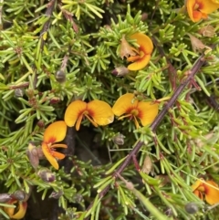 Dillwynia prostrata (Matted parrot-pea) at Mount Clear, ACT - 23 Oct 2022 by Mavis