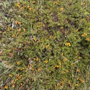 Dillwynia prostrata at Mount Clear, ACT - 23 Oct 2022