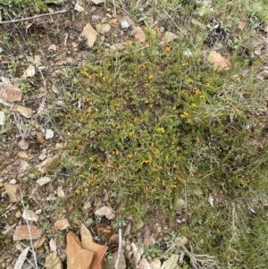 Dillwynia prostrata at Mount Clear, ACT - 23 Oct 2022