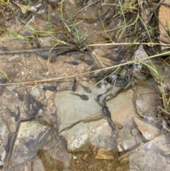 Crinia sp. (genus) at Mount Clear, ACT - 23 Oct 2022 by Mavis