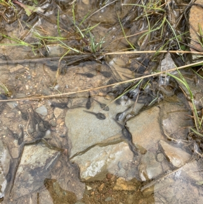 Crinia sp. (genus) at Namadgi National Park - 23 Oct 2022 by Mavis