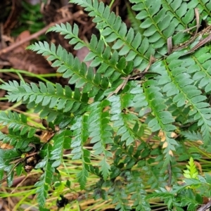 Polystichum proliferum at Bendoc, VIC - 23 Oct 2022 11:24 AM