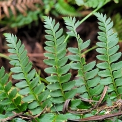 Polystichum proliferum at Bendoc, VIC - 23 Oct 2022 11:24 AM