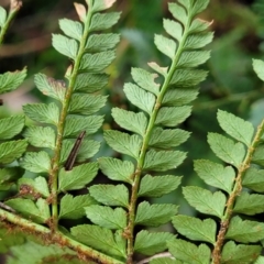 Polystichum proliferum at Bendoc, VIC - 23 Oct 2022 11:24 AM