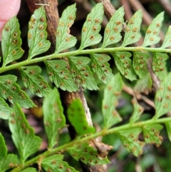 Polystichum proliferum at Bendoc, VIC - 23 Oct 2022 11:24 AM