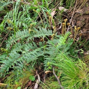 Polystichum proliferum at Bendoc, VIC - 23 Oct 2022 11:24 AM