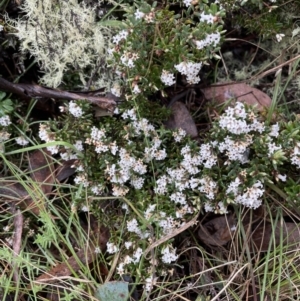 Acrothamnus hookeri at Mount Clear, ACT - 23 Oct 2022