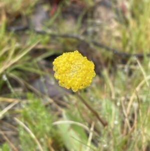 Craspedia variabilis at Mount Clear, ACT - 23 Oct 2022