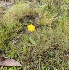 Craspedia variabilis at Mount Clear, ACT - suppressed