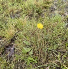 Craspedia variabilis at Mount Clear, ACT - 23 Oct 2022