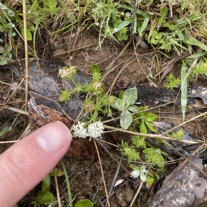 Asperula conferta at Mount Clear, ACT - 23 Oct 2022 12:24 PM