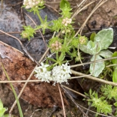 Asperula conferta at Mount Clear, ACT - 23 Oct 2022 12:24 PM