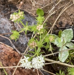 Asperula conferta at Mount Clear, ACT - 23 Oct 2022