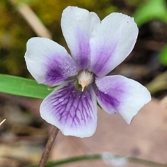 Viola eminens (Ivy-leaf Violet) at Bendoc, VIC - 23 Oct 2022 by trevorpreston