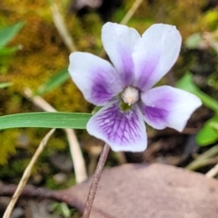 Viola eminens at Bendoc, VIC - 23 Oct 2022 11:22 AM