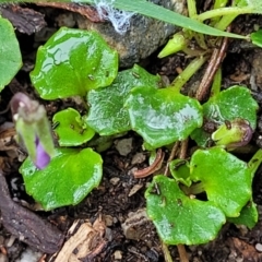 Viola eminens at Bendoc, VIC - 23 Oct 2022 11:22 AM