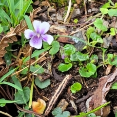 Viola eminens at Bendoc, VIC - 23 Oct 2022 11:22 AM