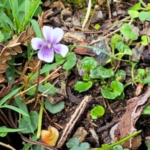 Viola eminens at Bendoc, VIC - 23 Oct 2022 11:22 AM