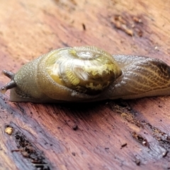 Helicarion cuvieri (A Semi-slug) at Bendoc, VIC - 23 Oct 2022 by trevorpreston