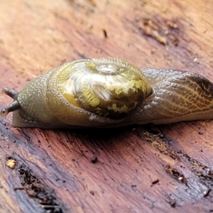 Helicarion cuvieri (A Semi-slug) at Bendoc, VIC by trevorpreston