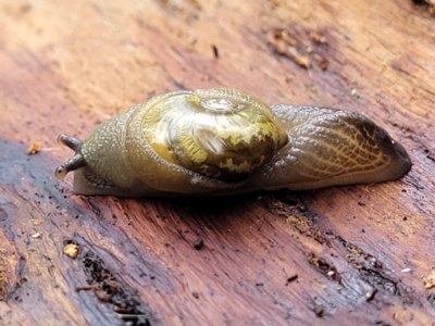 Helicarion cuvieri (A Semi-slug) at Bendoc, VIC - 23 Oct 2022 by trevorpreston