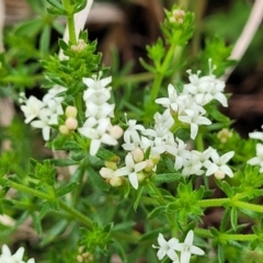 Asperula conferta (Common Woodruff) at Delegate Cemetery - 22 Oct 2022 by trevorpreston