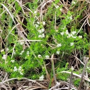 Asperula conferta at Delegate, NSW - 23 Oct 2022 10:24 AM