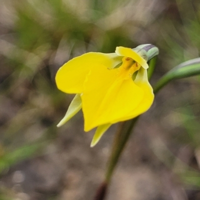 Diuris subalpina (Small Snake Orchid) at Delegate Cemetery - 22 Oct 2022 by trevorpreston