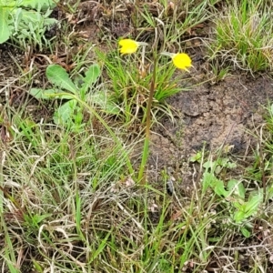 Diuris subalpina at Delegate, NSW - 23 Oct 2022