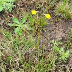 Diuris subalpina at Delegate, NSW - 23 Oct 2022