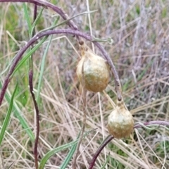 Podolepis jaceoides (Showy Copper-wire Daisy) at Delegate Cemetery - 22 Oct 2022 by trevorpreston