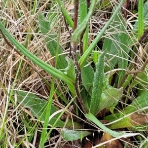 Podolepis jaceoides at Delegate, NSW - 23 Oct 2022