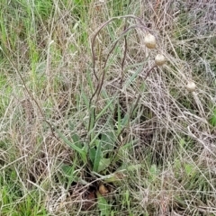 Podolepis jaceoides at Delegate, NSW - 23 Oct 2022 10:21 AM