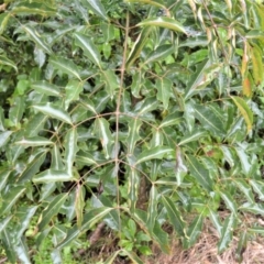 Polyscias elegans at Shell Cove, NSW - 23 Oct 2022