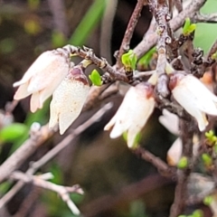 Cryptandra amara (Bitter Cryptandra) at Delegate, NSW - 23 Oct 2022 by trevorpreston